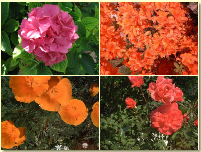 Gästehaus Sonneneck Blumenmeer Gästehaus Sonneneck Blumenmeer