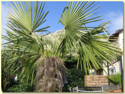 Gästehaus Sonneneck Palmen Blumen Gästehaus Sonneneck Palmen Blumen