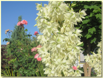 Gästehaus Sonneneck Palmlilien Gästehaus Sonneneck Palmlilien