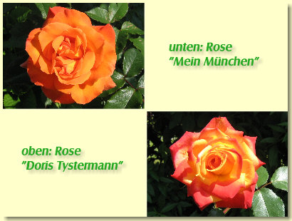 Gästehaus Sonneneck Rosen Gästehaus Sonneneck Rosen