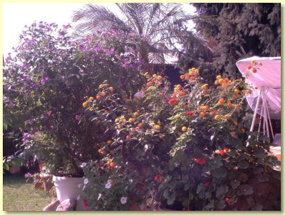 Gästehaus Sonneneck Wandelröschen Gästehaus Sonneneck Wandelröschen